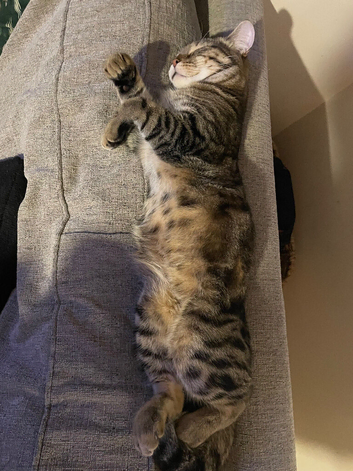 Male tabby cat