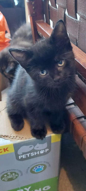 8 week old male boy