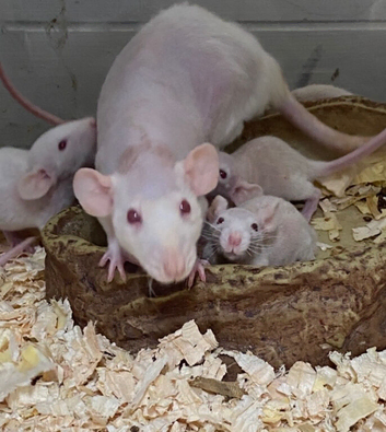 Rex, Double Rex Albino Rats