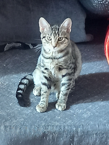 Female kittens