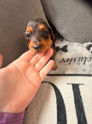 Miniature longhairs dachshund puppy&rsquo;s