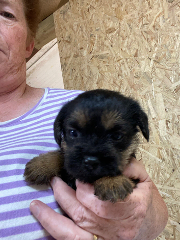 Four Kc reg border terrier pups