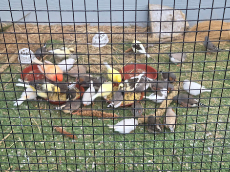 Zebra finches for sale
