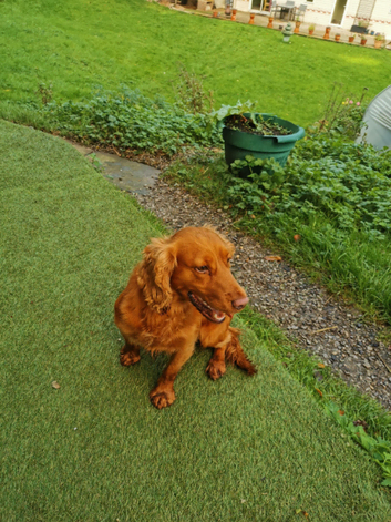 KC Registered Cocker Spaniel Stud