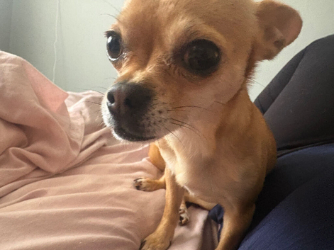 4 year old Chihuahua