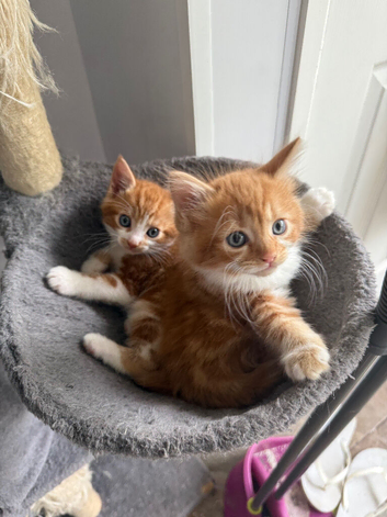 3 x kittens for sale