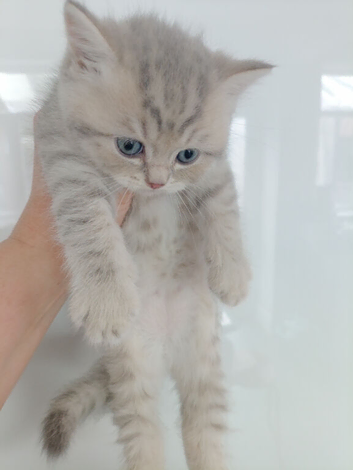 Scottish fold and straight kittens