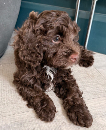 Cockerpoo/cavapoo pups &pound;1550 ONO ready to go