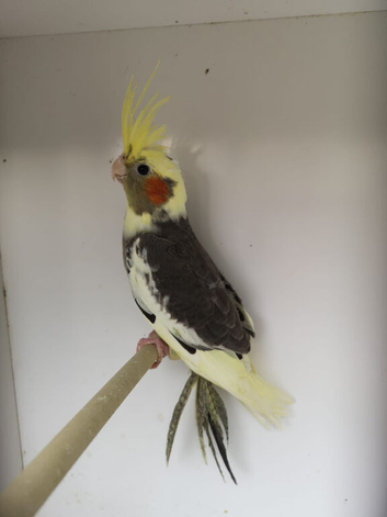 Gorgeous baby pied cockatiels