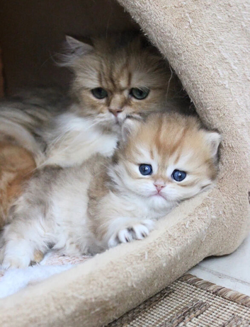 British Shorthair Kitten