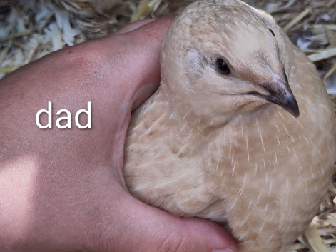 Jumbo Silver wildtypes and silver Italian coturnix quail hatching eggs x 12