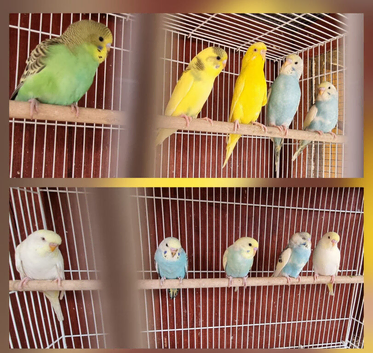 Young budgies