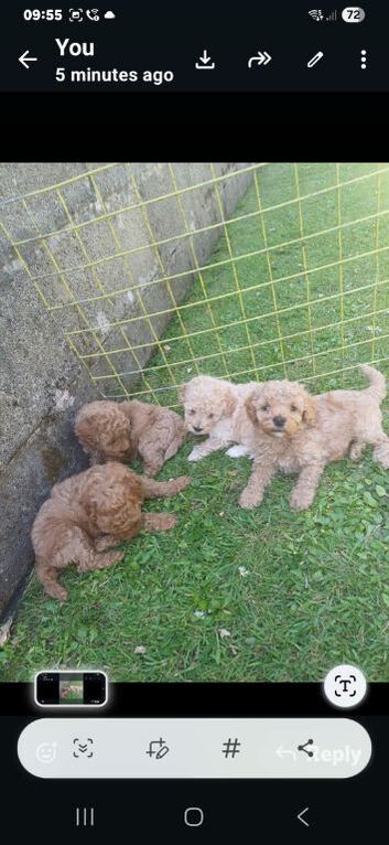 4 beautiful poochon  pups