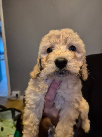 Girl Cockerpoo Last one