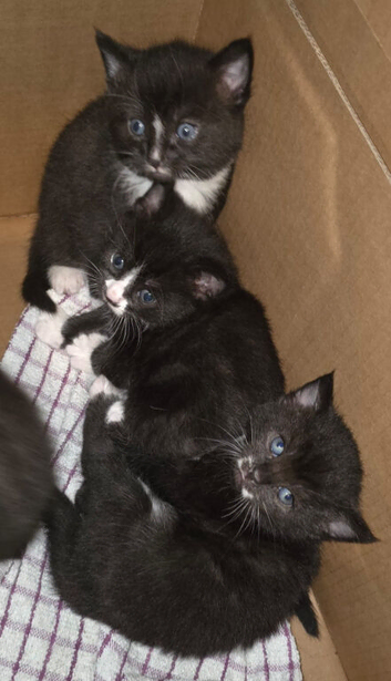 Kittens