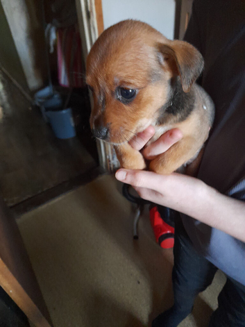Puppies  for sale