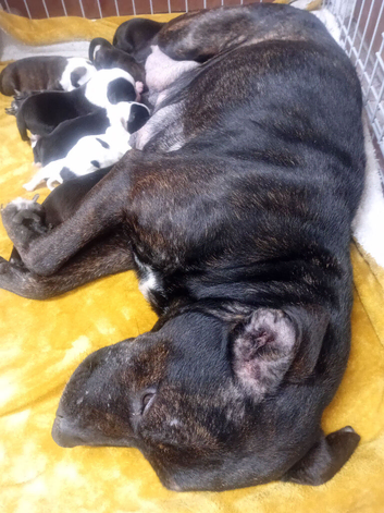 Beautiful staffy pups