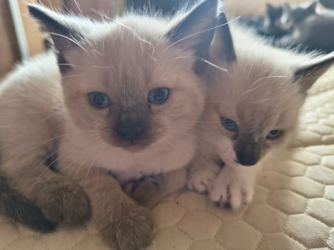 Gorgeous kittens