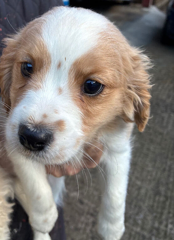 Cavachon Puppies