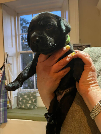 KC registered black lab puppies