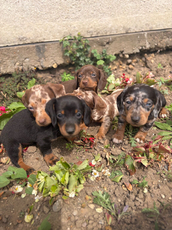dashound&rsquo;s puppies