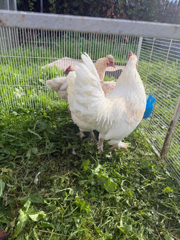 Leghorn crosses