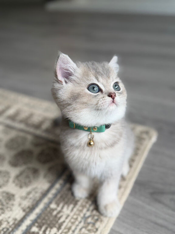 9 week old British short hair