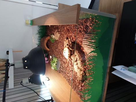 Horsefeld