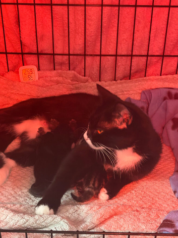 Kitten for sale