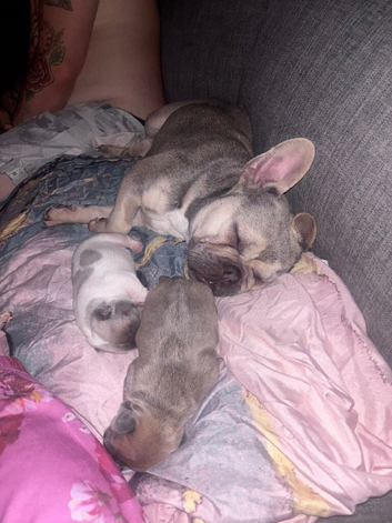 Male and female puppy&rsquo;s