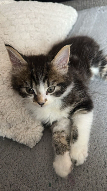 10 week old male