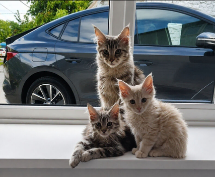 MAINE COON KITTEN