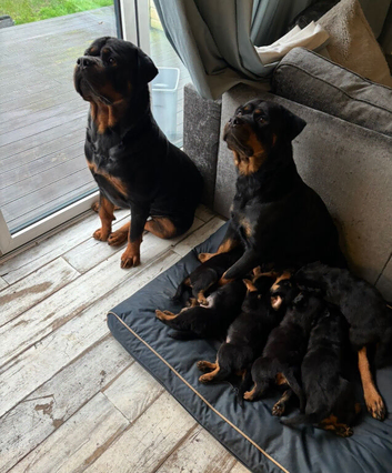 Beautiful German rotties