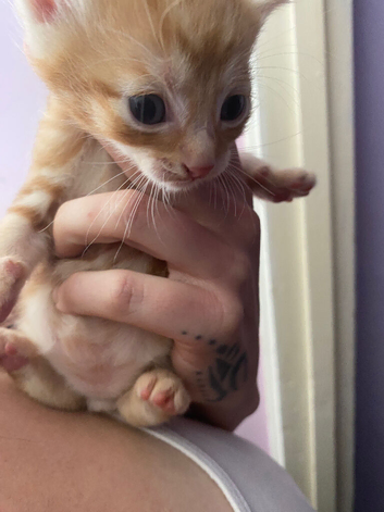 8 week old kittens