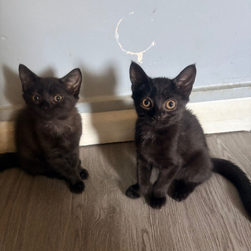 2 beautiful 10 week old kittens looking for their forever homes