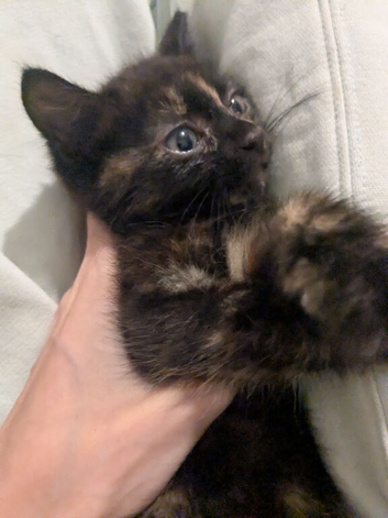 Two female kittens