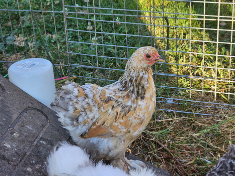 Fleur Pekin Bantams
