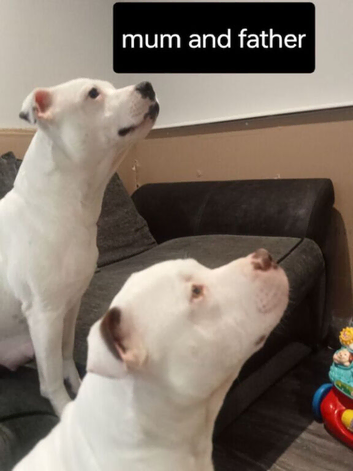 white staffey pups for sale