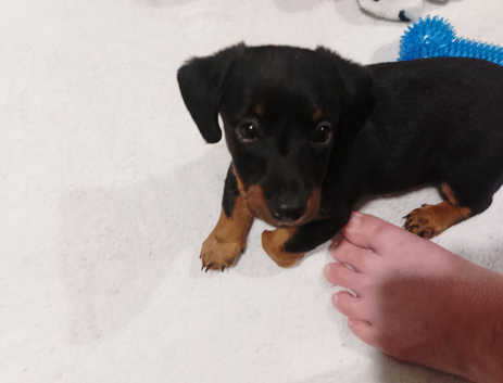 3 dashounds cross jack Russel puppies