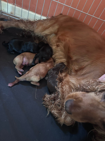 Cocker spaniel X cockapoo