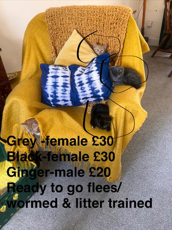 Kittens for sale