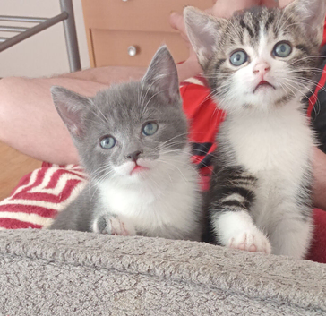 Kitten for sale