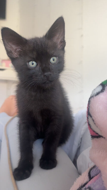 Black kitten for sale!