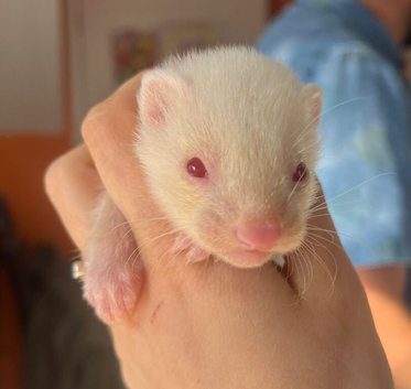 Albino Ferret Kits