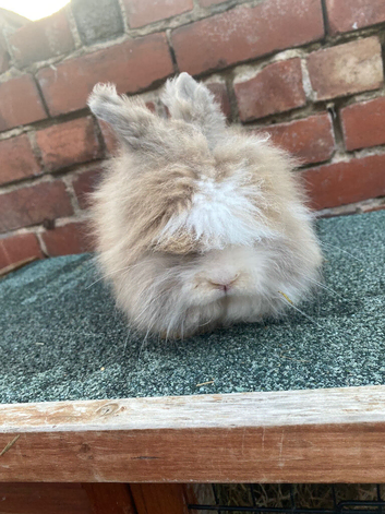 Baby rabbits
