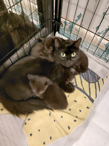 2 left - black ghost tabby kittens