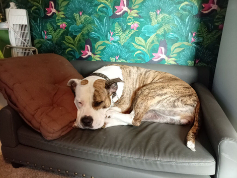 American bulldog bitch