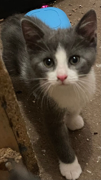3/4 Russian blue kittens 1 little girl left