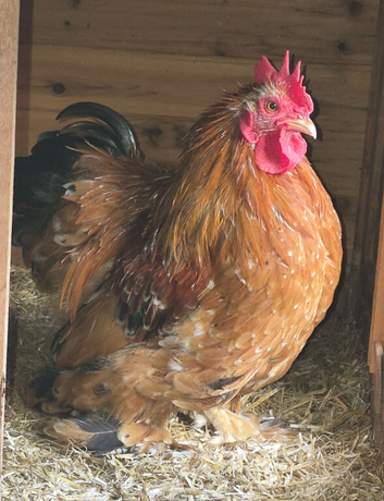 Pekin cockerels Available