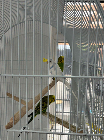 Budgies for sale ready for breeding